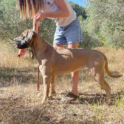 Étalon Cane Corso - Fedora buda's imperial