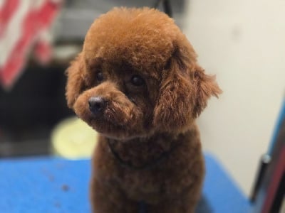 Étalon Caniche - Angelo (Sans Affixe)