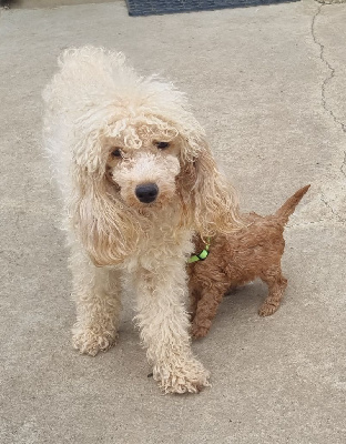 Étalon Caniche - Vaila du Hameau de Crecques