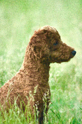 Étalon Caniche - Vivid souvenir of dypsie del rey rakachi
