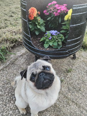 Étalon Carlin - Topaze of three love angel