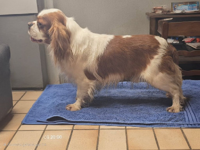 Étalon Cavalier King Charles Spaniel - Vasco de la Cité d'Hinka