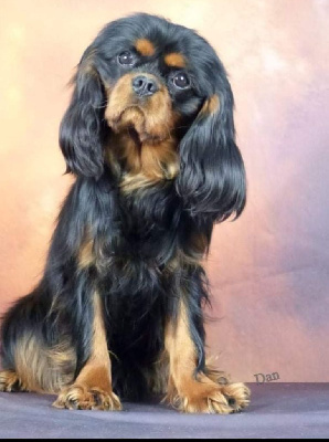 Indigo pomeranian beauties (Sans Affixe)