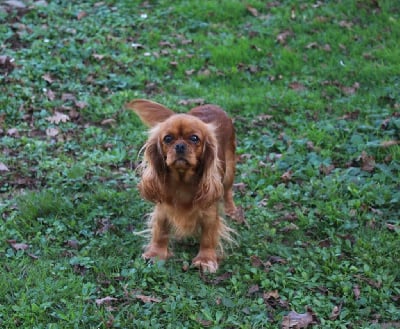 Étalon Cavalier King Charles Spaniel - Tauriel des Merveilles De Bélen