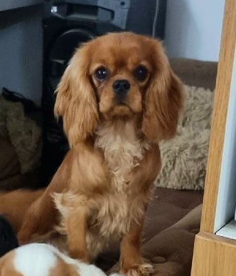 Étalon Cavalier King Charles Spaniel - Magic's Legend Angèle