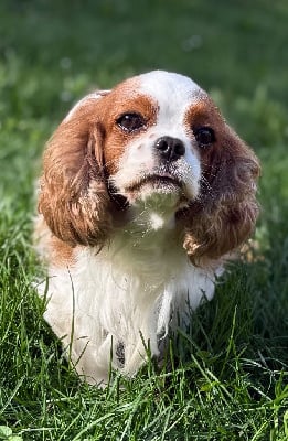 Étalon Cavalier King Charles Spaniel - Summer paradise Du Castel Des Petits Coeurs