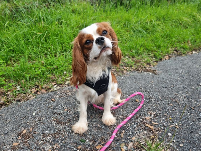 Étalon Cavalier King Charles Spaniel - Vador Du val de la houée