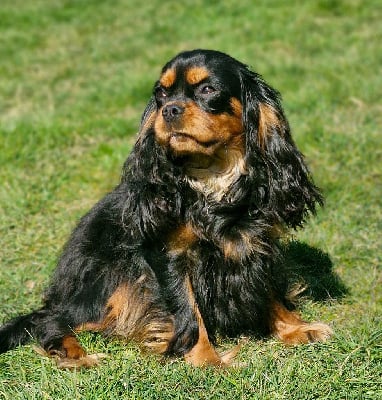 Étalon Cavalier King Charles Spaniel - Teeyah Du Val De La Vezere