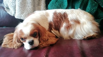 Étalon Cavalier King Charles Spaniel - Salem Du Val De La Licorne