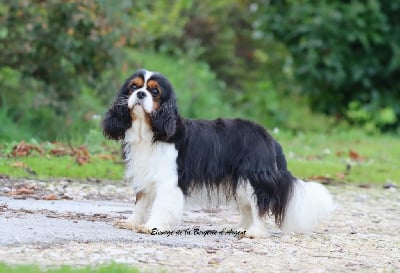 Étalon Cavalier King Charles Spaniel - Tigresse tésibel de la bergerie d'argent