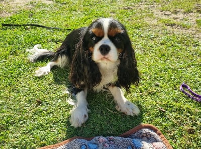 Étalon Cavalier King Charles Spaniel - Videl Du Petit Brillouard