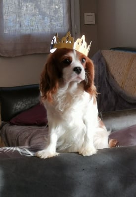 Étalon Cavalier King Charles Spaniel - History Dream's Top girl