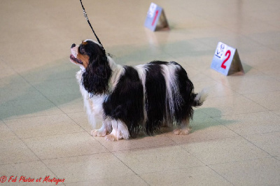 Étalon Cavalier King Charles Spaniel - CH. Unique passion Du Mont Des Crocs Blancs