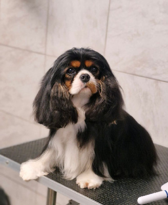 Étalon Cavalier King Charles Spaniel - Ultime tentation Des Précieuses Pierres