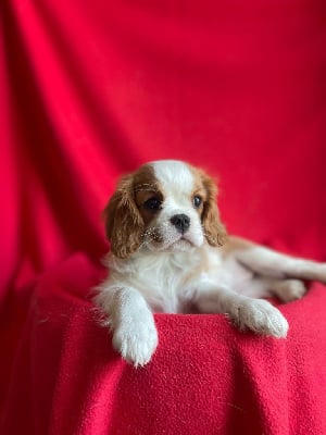 Étalon Cavalier King Charles Spaniel - Angie Du Souvenir Des Dicks