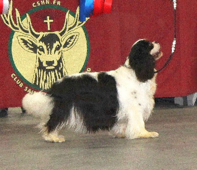 Étalon Cavalier King Charles Spaniel - CH. Utopie (Sans Affixe)