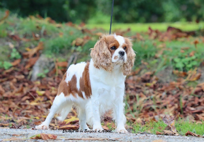 Étalon Cavalier King Charles Spaniel - Shoupette de la bergerie d'argent
