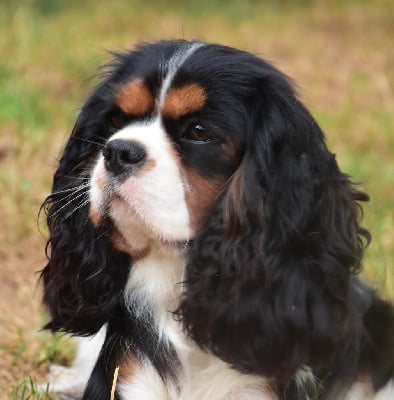 Étalon Cavalier King Charles Spaniel - Utopie De la combe berail