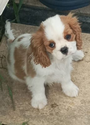 Étalon Cavalier King Charles Spaniel - April enchanteresse Du puits des sortileges