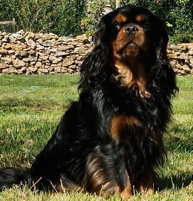 Étalon Cavalier King Charles Spaniel - Ubélix Des Grands Reves Du Sud