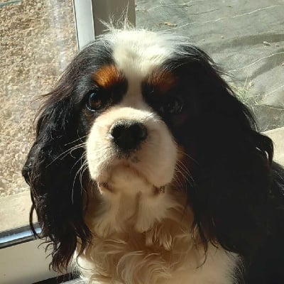 Étalon Cavalier King Charles Spaniel - Pennie De la geode