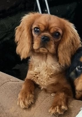 Étalon Cavalier King Charles Spaniel - Magic's Legend Aude