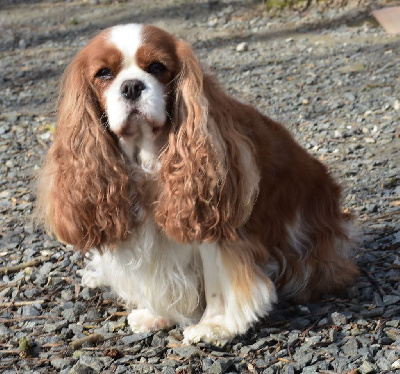 Étalon Cavalier King Charles Spaniel - Naya Des legendes de zazelle
