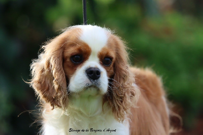 Étalon Cavalier King Charles Spaniel - Ursinia de la bergerie d'argent