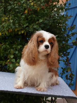 Étalon Cavalier King Charles Spaniel - Romy des Bulgarians