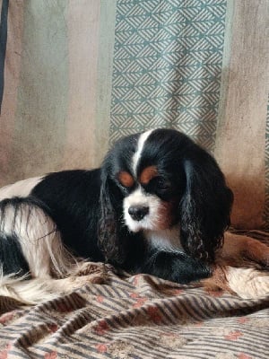 Étalon Cavalier King Charles Spaniel - Pipa des Joyaux d'Alésia