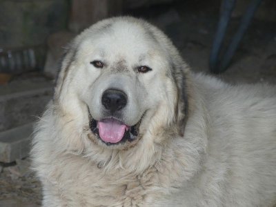 Étalon Chien de Montagne des Pyrenees - Shamrock's Lascours