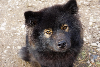Étalon Chien finnois de Laponie - Unalome joie Du Temple Namasté De Benthéa