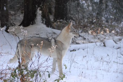Étalon Chien-loup tchecoslovaque - Vah'al noosh pal-kyss de la mollyniere de lo'scale