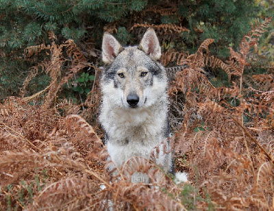 Étalon Chien-loup tchecoslovaque - Vérité De La Tanière De La Loupiote
