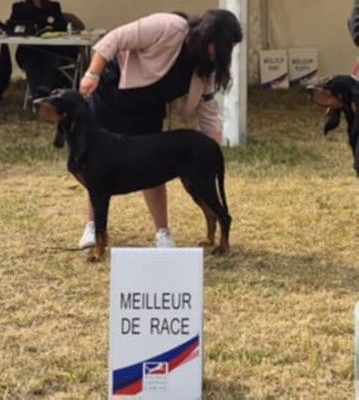 Étalon Chien noir et feu pour la chasse au raton laveur - Timba Du Domaine Des Pattes Dorées