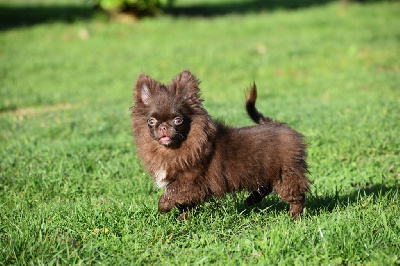 Étalon Chihuahua - Y'zayone My Fair Chi