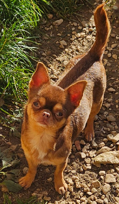 Étalon Chihuahua - Trinity Des Esquisses Du Phoenix