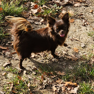 Étalon Chihuahua - Tabatha De la fontaine aux maléfices