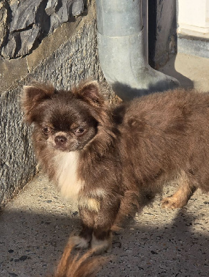 Étalon Chihuahua - Yunona best alias ebony (Sans Affixe)