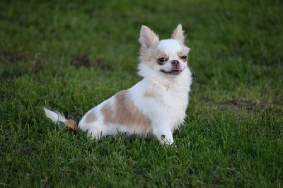 Étalon Chihuahua - Yndra nolween My Fair Chi