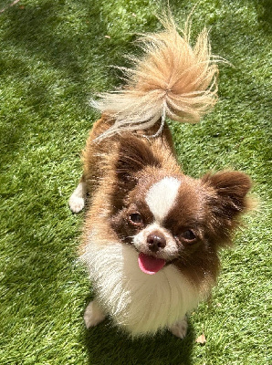 Étalon Chihuahua - Vaïko (Sans Affixe)