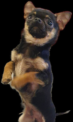 Étalon Chihuahua - Tchoupi De La Contrée Des Elfes