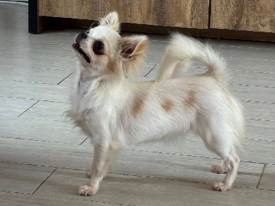 Étalon Chihuahua - Blue Dance Xaddha little hope