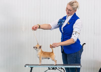 Étalon Chihuahua - Stairway to heaven at lookum