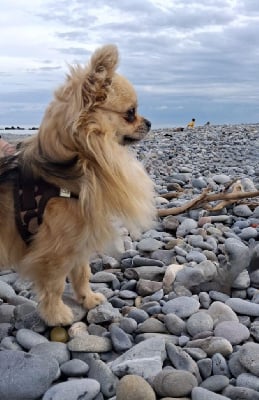 Étalon Chihuahua - Ulkkk des contés de provence Des Contés De Provence