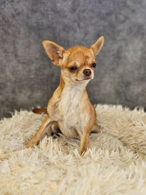 Étalon Chihuahua - Ultra bella choko brindle De La Contrée Des Elfes