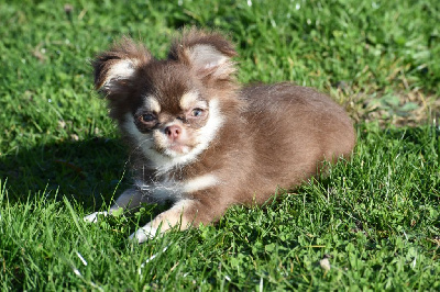 Étalon Chihuahua - Y'zaya My Fair Chi