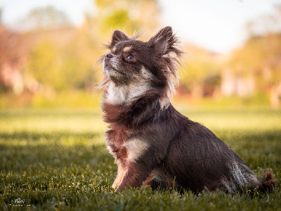 Étalon Chihuahua - Vick De La Contrée Des Elfes