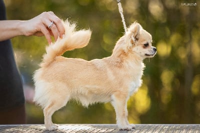 Étalon Chihuahua - lookum Bring me to life