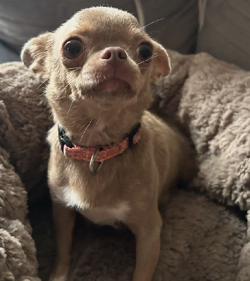 Étalon Chihuahua - Violette (Sans Affixe)